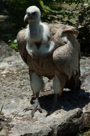 Morphologie du vautour