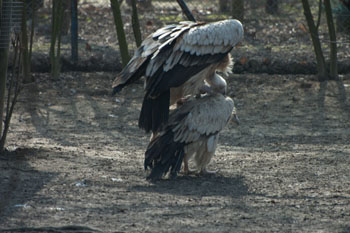 Accouplement de vautours