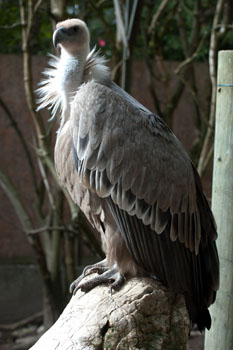 Un vautour fauve adulte