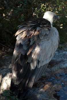 Plumage d'un vautour