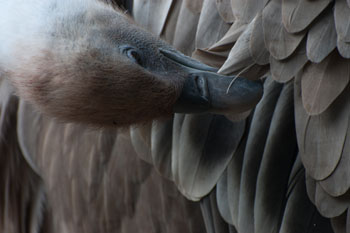 Toilettage d'un vautour fauve